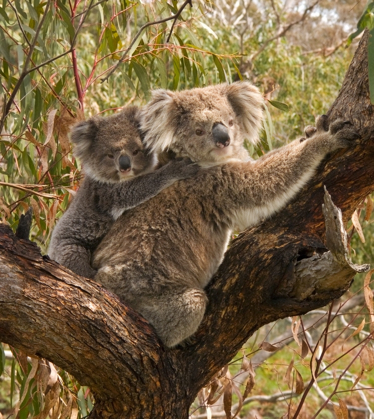 koala_and_joey